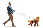 Full length profile shot of a mature man walking a red poodle dog