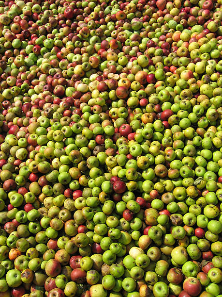 Lots of apples stock photo