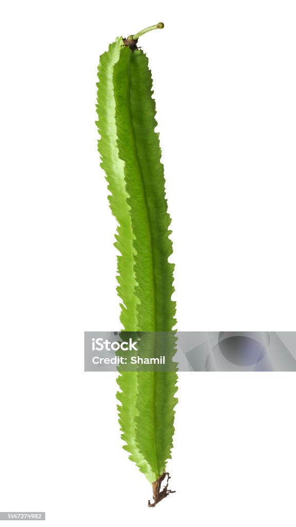 Single Legume Single Winged Bean Isolated Stock Photo - Download Image Now ...