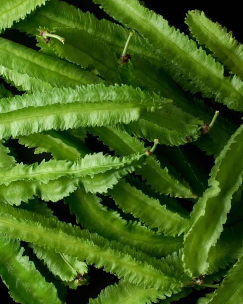 istock pile of winged beans, full frame vegetable background 1447275012