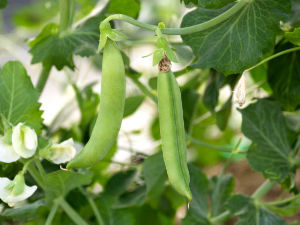 istock Cultivation of snap peas 1447277701