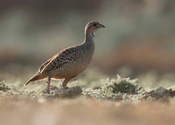 istock Grey francolin, Ortygornis pondicerianus, grey partridge Closeup. 1447277831