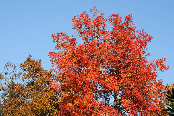 red autumn leaves stock photo