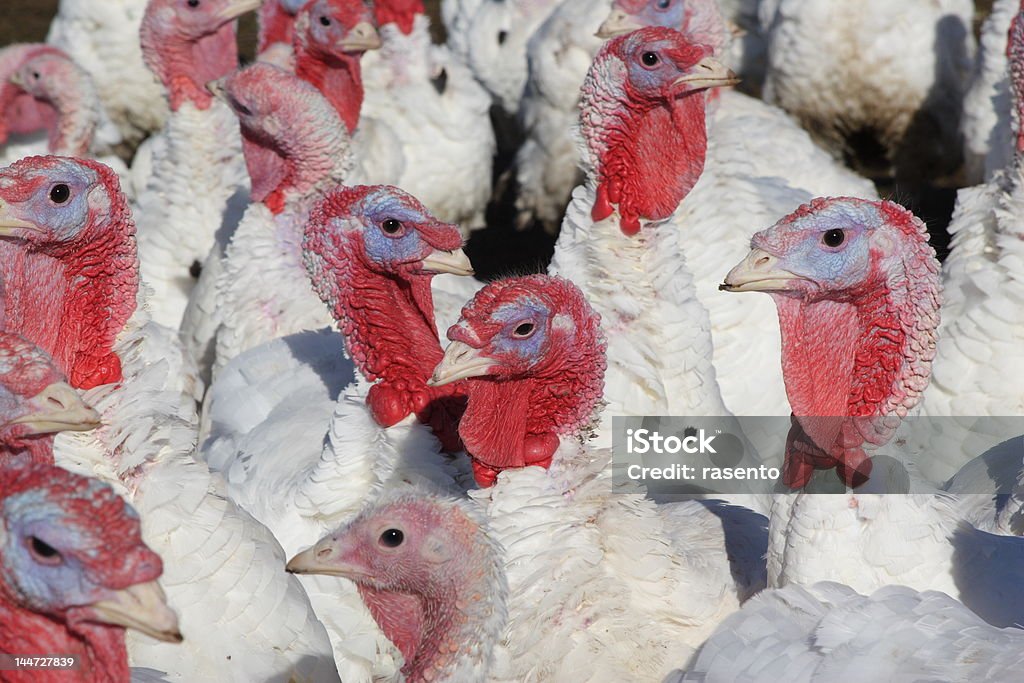 Turkeys Domestic Turkeys are fattening up for thanksgiving Agriculture Stock Photo