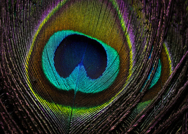 istock Closeup details of peacock feather. Feather isolated. 1447279728