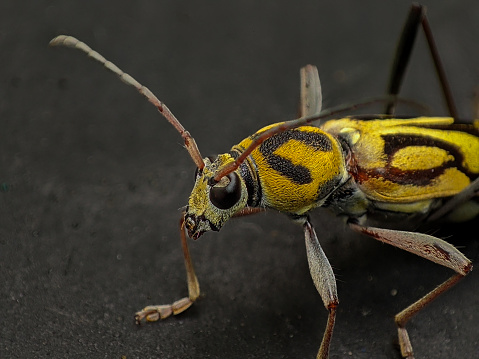 Chlorophorus yellow long horn beetle.