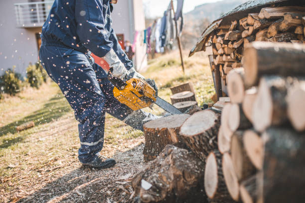 istock Senior man saws wood for firewood 1447284186