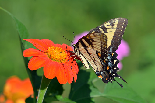 Papilio glaucus eastern tiger swallowtail butterfly on Tithonia flower