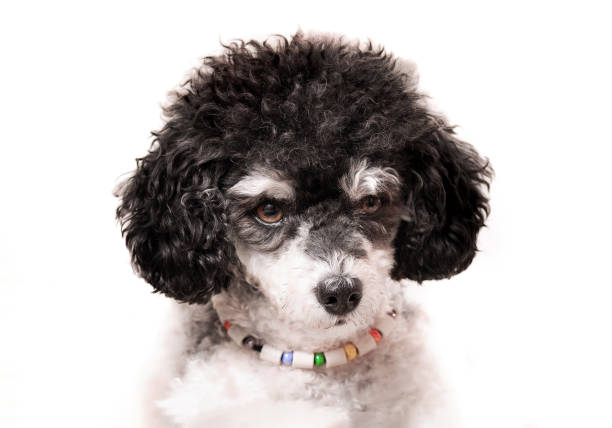 istock Dog with tick collar made of ceramic beads. 1447288440