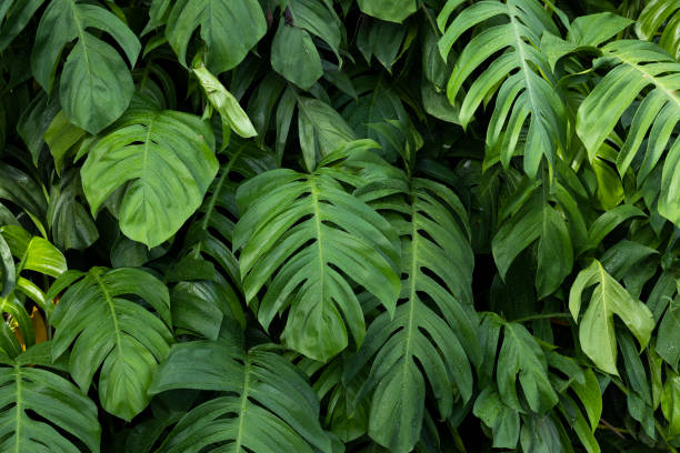 istock Philodendron plant grow in rain forest 1447291109