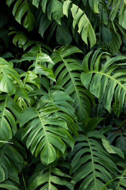 istock Philodendron plant grow in rain forest 1447291138