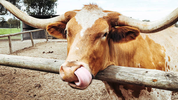 African Long Horn Cow taken in 2015