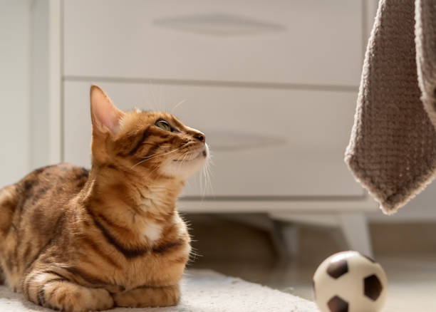 istock Cute bengal cat with a ball on the floor at home. 1447297781
