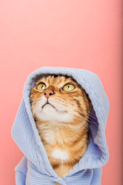 istock Cool Bengal cat in a blue hoodie on a pink background. 1447297784