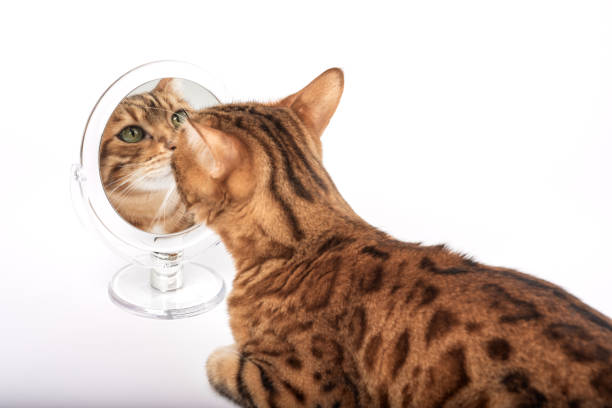 istock Domestic cat with a mirror on a white background. 1447297785
