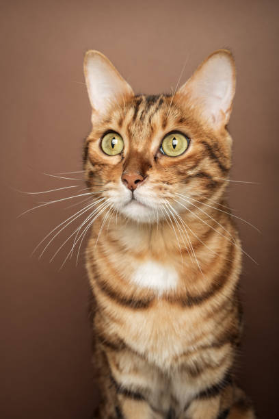 istock Funny muzzle of a Bengal cat on a brown background. 1447297890