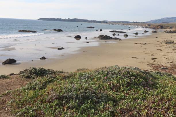 istock Beaches, marshes and cliffs at San Simeon  California 1447297911
