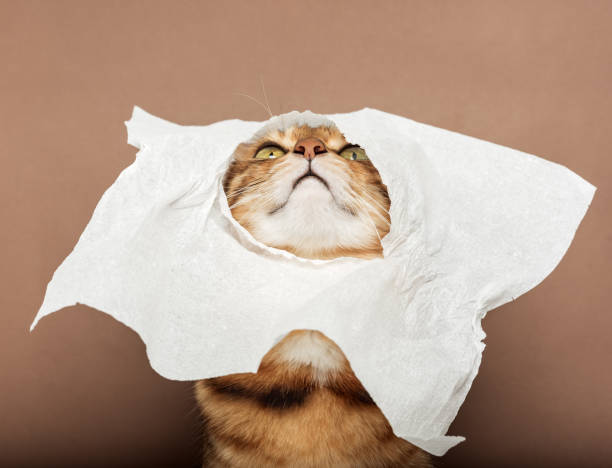istock Funny red cat with a napkin on his head 1447297975