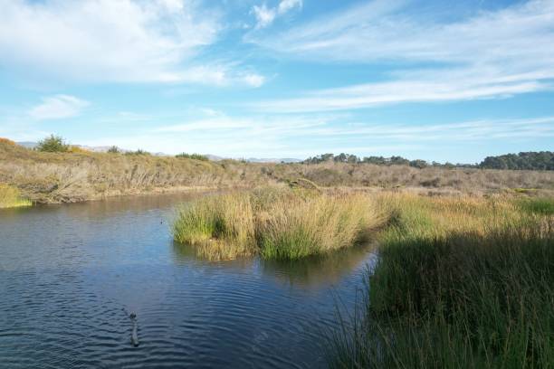 istock Beaches, marshes and cliffs at San Simeon  California 1447298007