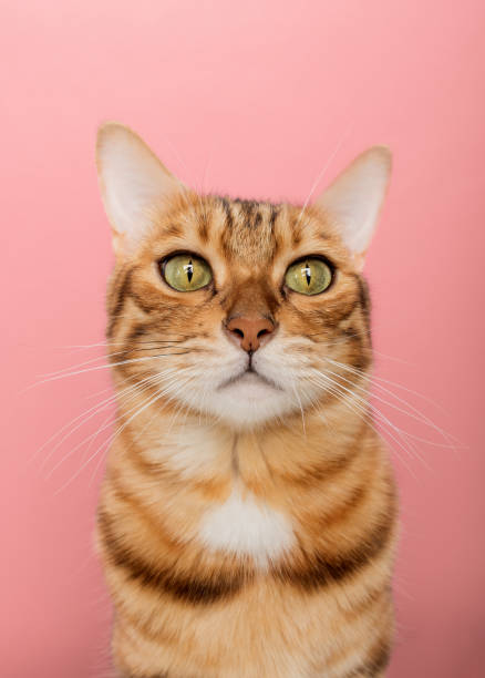 istock Funny Bengal cat on a pink background. Portrait on a wide-angle lens. 1447298043