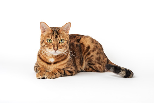 Portrait of a green-eyed Bengal cat on a white background. Cat for advertising food or pet products.