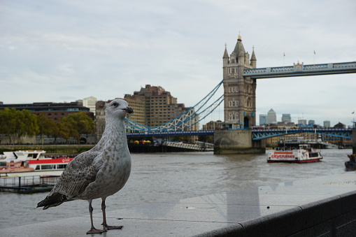 Pigeon with cityscape view- UK