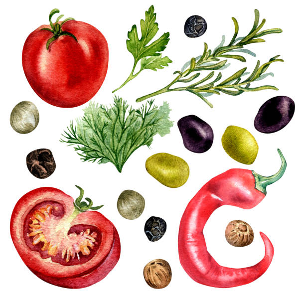 illustrations, cliparts, dessins animés et icônes de ensemble d’illustration aquarelle tomate, olives et épices isolée sur blanc. - fennel ingredient vegetable isolated on white