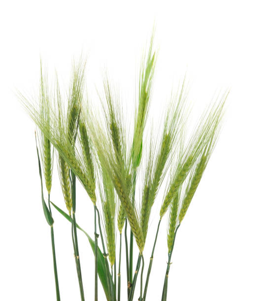 istock Green spikelet of wheat. 1447305748