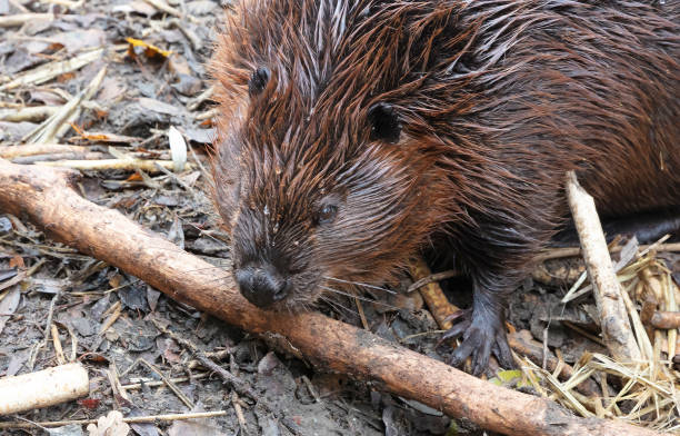 istock Beaver eating on wood, isolated and selective focus 1447306698