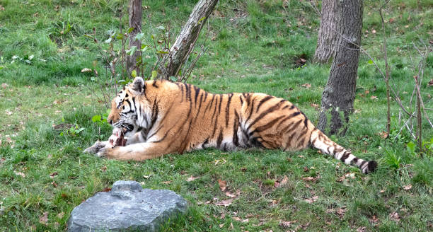 istock Amour tiger in the grass, eating 1447306699