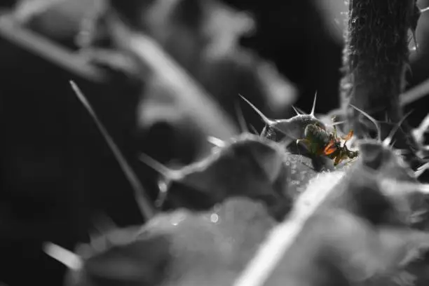 Picture is with color-key. The insect is in color, the other part of the photo is in black and white.