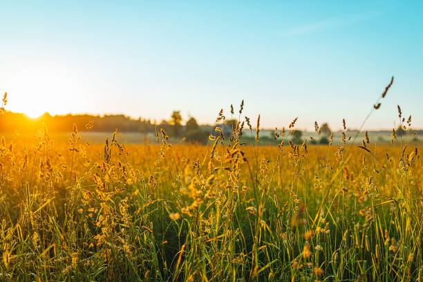 istock Tall green grass with weeds and flowers during sunrise 1447307209