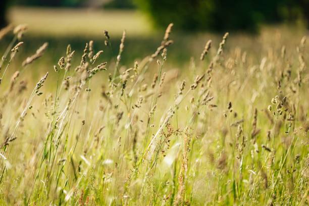 istock Tall green grass with weeds and flowers 1447307291