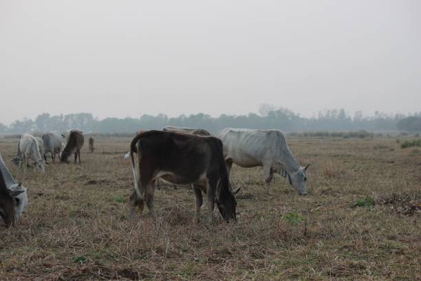 istock Brahman cattle grazing in the field at dusk 1447307743
