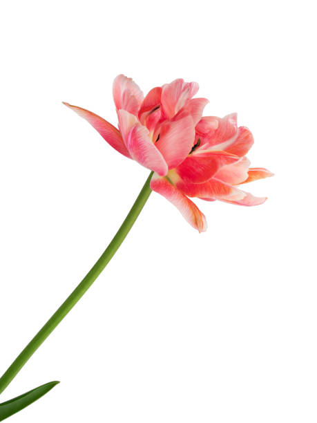 흰색 배경에 고립 된 나뭇잎이있는 분홍색 꽃이 피는 튤립 - double tulip 뉴스 사진 이미지