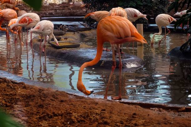 istock Pink flamingos at the zoo 1447308236