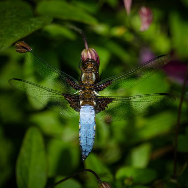Close up of Broad Bodied Chaser Dragonfly Libellula depressa on flower bu