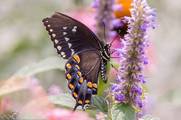istock Closeup shot of a Butterfly with orange patterns perched on a flower 1447308569