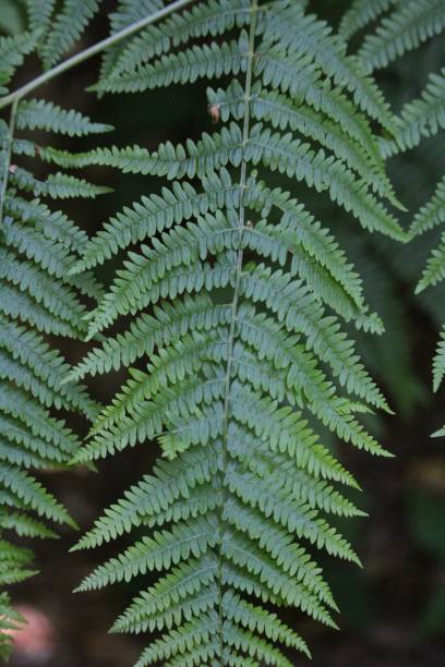 vertikale nahaufnahme der farnpflanzenblätter - fern leaf plant close up stock-fotos und bilder