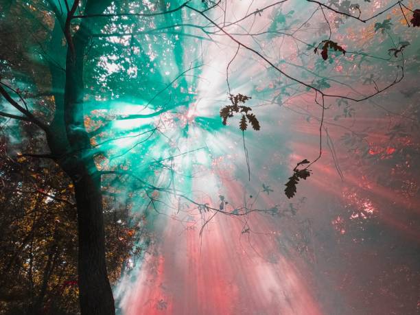 istock Low-angle view of a beautiful forest during sunset 1447308900