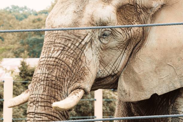 istock Closeup of elephant head in zoo 1447309064