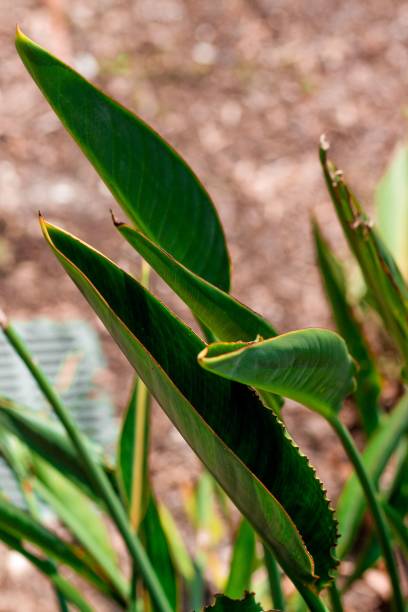 istock Vertical shot of growing plants 1447309517