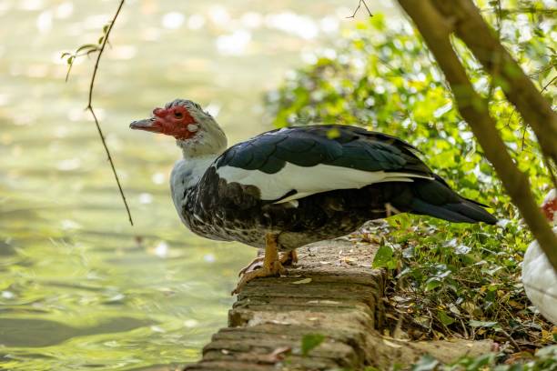 istock Domestic Muscovy duck on the grass looking at the stream. 1447310604