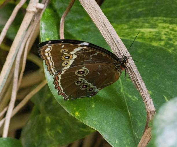 istock Closeup of a Owl butterfly perched on a leaf 1447310773