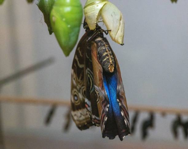 istock Closeup of a Morpho deidamia butterfly perched on a green leaf 1447310779