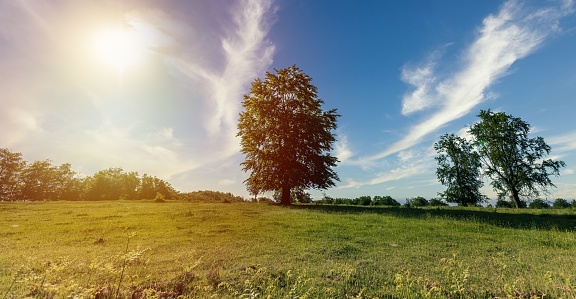 A scenic view of a green field with trees under the sunlight