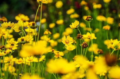 A selective focus shot of yellow calliopsis (Coreopsis) in the green field