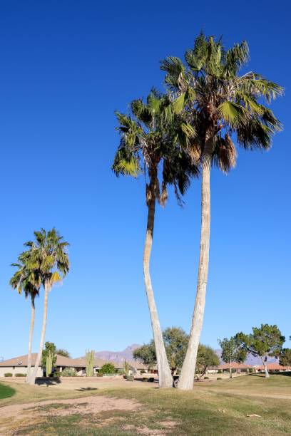 istock Vertical shot of palm trees on a sunny day 1447311189