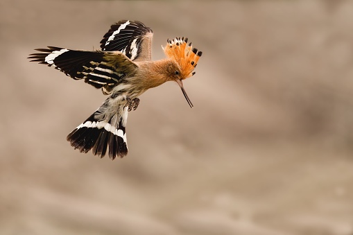 A shallow focus shot of a Hoopoe bird on midflight