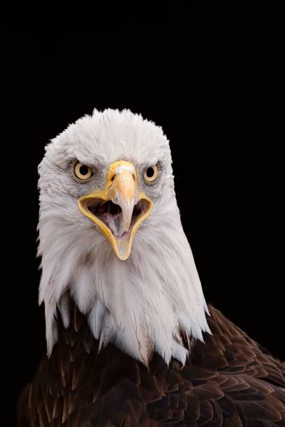 istock Vertical shot of a Bald Eagle bird with its beak open 1447311586